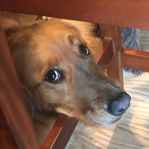 Meet your Posher, Debbie